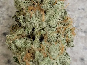 Authentic Sweet Skunk #1 IBL (Inbred Line) Regular Seeds 10x for