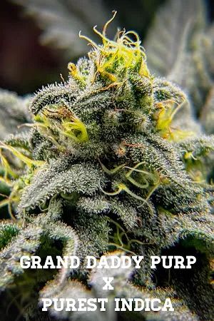 CRDP×DGNリキッド 1ml Sweet  Skunk DNA | Island Sweet Skunk Pod -1g - PLUGplay | Shop Our Highland