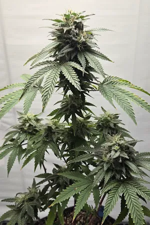 Authentic Sweet Skunk #1 IBL (Inbred Line) Regular Seeds 10x for