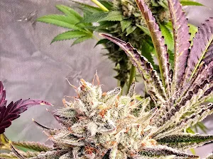 Authentic Sweet Skunk #1 IBL (Inbred Line) Regular Seeds 10x for