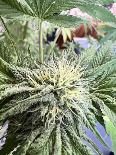 Authentic Sweet Skunk #1 IBL (Inbred Line) Regular Seeds 10x for