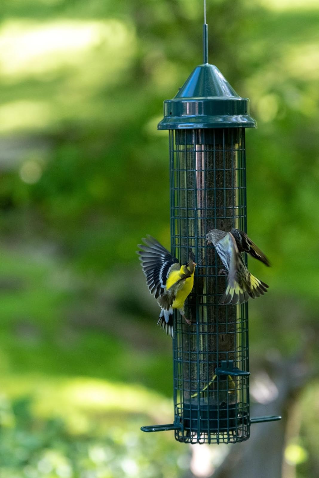 その他 GB - GREEN BROTHER'S Squirrel Buster® Finch – BROME US